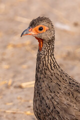portrait picture of a red-crested francolin