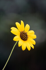 Prairie sunflower glowing brightly against a dark blurred background.