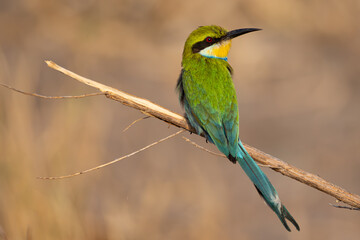 green bee-eater on a twig