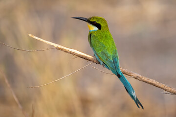 green bee-eater on a twig
