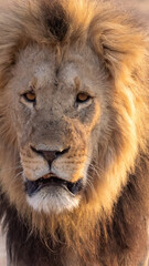 a big male lion at sunrise