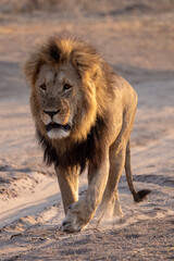 a big male lion at sunrise