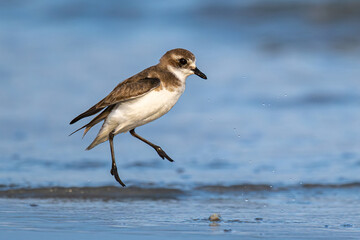 A Little Ringed Plover standing on shallow coastal water with a clear reflection.