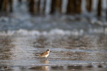 A Little Ringed Plover standing on shallow coastal water with a clear reflection.