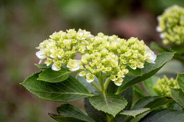 Smooth hydrangea flower details illuminated by sunlight.