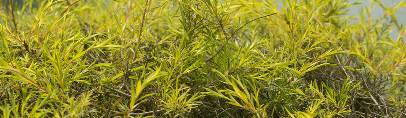 Black teatree foliage with fine delicate leaf patterns.