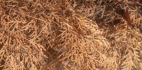Bermuda juniper displaying dry textured brown leaves.