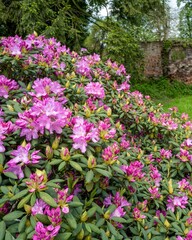 rhododendron with purple flowers on a brick wall background
