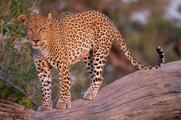 male leopard on a tree trunk