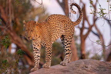 male leopard stretches its back after sleeping