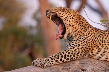 yawning, big male leopard on a tree trunk