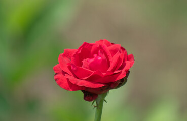 Tea rose flower displaying delicate petals and natural beauty.