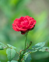 Red tea rose blooming vibrantly against lush green foliage.