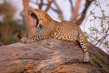 yawning, big male leopard on a tree trunk