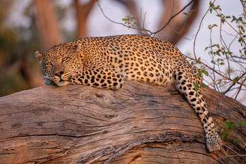 big male leopard relaxes on the branch of a dead tree