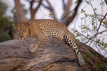 big male leopard relaxes on the branch of a dead tree