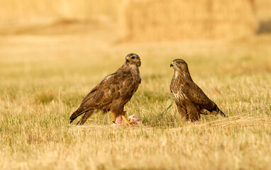 ratoneros y milanos en tierras abulenses,Avila.España