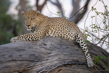 big male leopard relaxes on the branch of a dead tree