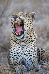 portrait of a big yawning male leopard