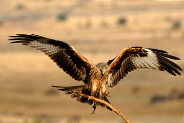Obraz premium Milanos y ratoneros fotografiados en libertad en el campo en tierras abulenses