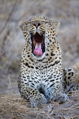 portrait of a big yawning male leopard