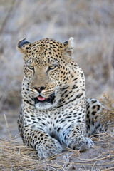 Fototapeta premium big male leopard in Moremi NP