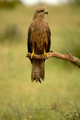 Milanos y ratoneros fotografiados en libertad en el campo en tierras abulenses