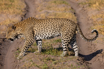 big male leopard in Moremi NP