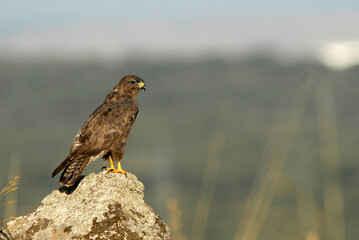 Milanos y ratoneros fotografiados en libertad en el campo en tierras abulenses