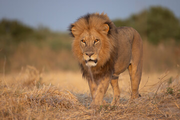 big male lion
