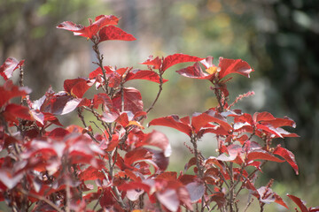 Copper leaf plant with vibrant textured foliage.