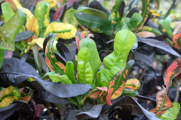 Tropical croton foliage featuring bright patterned leaves.
