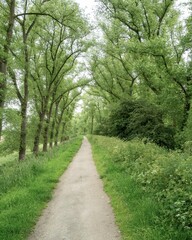 Fototapeta premium footpath through an avenue of trees