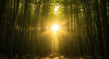 Sunlight streaming through towering bamboo trees creating a serene natural landscape