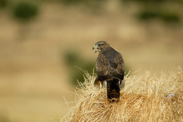Milanos y ratoneros fotografiados en libertad en el campo en tierras abulenses