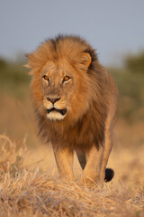 big male lion