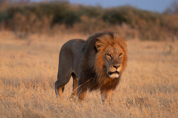 big male lion in the Okavango Delta © Marcel