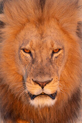 Fototapeta premium big male lion in the Okavango Delta