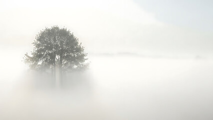 Diverse Tree Landscapes and Natural Textures in Various Seasons and Styles