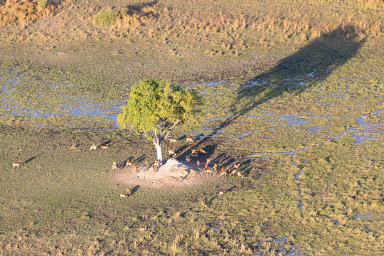 aerial view of impala antelops gather around a single tree in the savannah