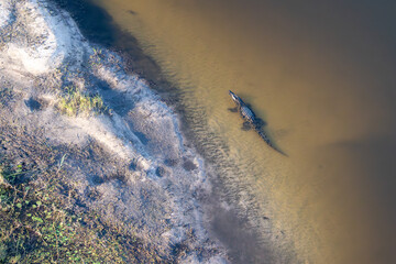 aerial view of a crocodile in the Okavango river