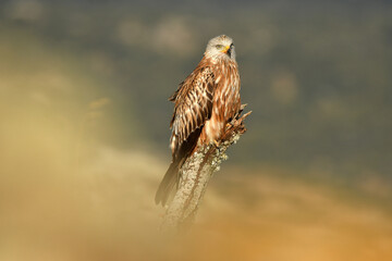 Milanos y ratoneros fotografiados en libertad en el campo en tierras abulenses