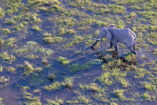aerial view of african elephants in the flooded plains of the Okavango Delta