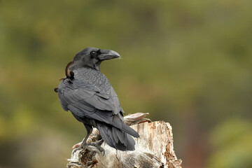 Milanos y ratoneros fotografiados en libertad en el campo en tierras abulenses