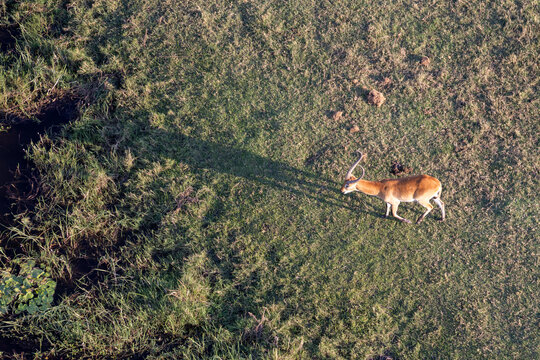 aerial view of lechwe antelopes in the grass lands of the Okavango Delta