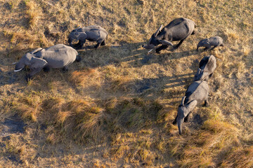aerial view of elefants in the grasslands of Botswana