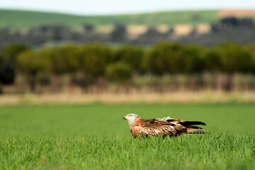 Milanos y ratoneros fotografiados en libertad en el campo en tierras abulenses