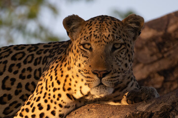 portrait picture of a big male leopard on a tree at sunset