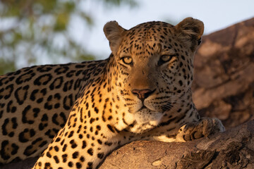 portrait picture of a big male leopard on a tree at sunset
