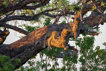 big male leopard relax on a big branch in perfect sunset light
